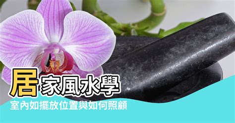 厨房風水|「居家風水學⸺廚房篇」 洋甘菊招財、迷迭香清除負。